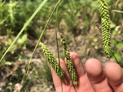 Carex mitchelliana