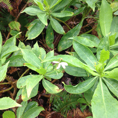 Scaevola gaudichaudiana