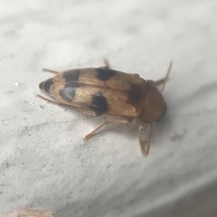 Diclidia