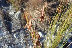Thamnochortus lucens