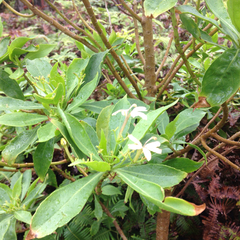 Scaevola gaudichaudiana