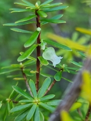 Brachyloma scortechinii