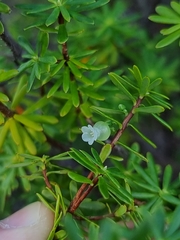 Brachyloma scortechinii