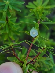 Brachyloma scortechinii