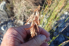 Thamnochortus lucens