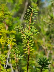 Brachyloma scortechinii