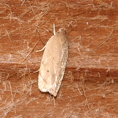 Antaeotricha haesitans
