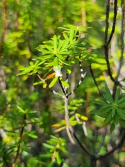 Brachyloma scortechinii