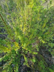 Brachyloma scortechinii