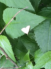 Chytolita morbidalis