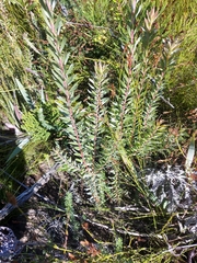 Alatosperma