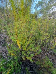 Brachyloma scortechinii