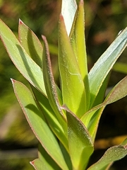 Alatosperma