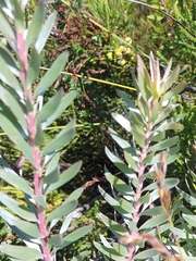 Alatosperma