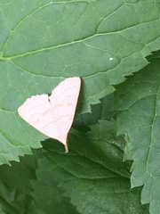 Chytolita morbidalis