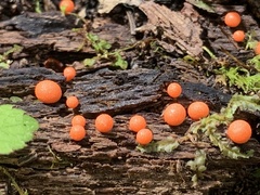 Lycogala exiguum