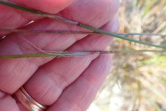 Thamnochortus lucens