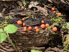 Lycogala exiguum