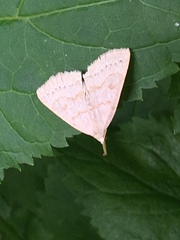 Chytolita morbidalis