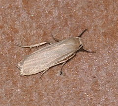 Crambidia myrlosea