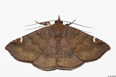 Antiblemma sterope