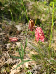 Fritillaria gentneri