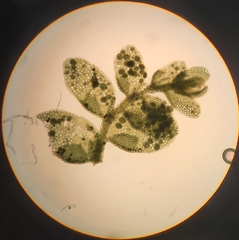 Siphonolejeunea nudipes