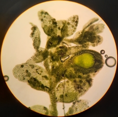 Siphonolejeunea nudipes