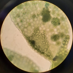 Siphonolejeunea nudipes