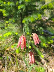 Fritillaria gentneri