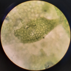 Siphonolejeunea nudipes