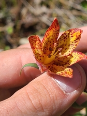 Fritillaria gentneri