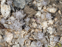 Stylocline psilocarphoides