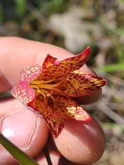 Fritillaria gentneri