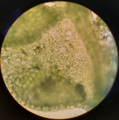 Siphonolejeunea nudipes