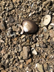 Coecella chinensis