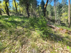 Fritillaria gentneri