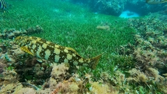 Aplodactylus westralis