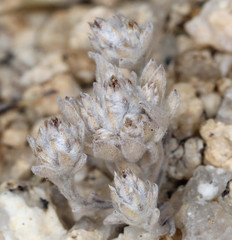 Stylocline psilocarphoides