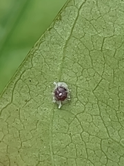 Ceroplastes stellifer