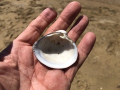 Mactra quadrangularis