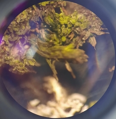 Siphonolejeunea nudipes