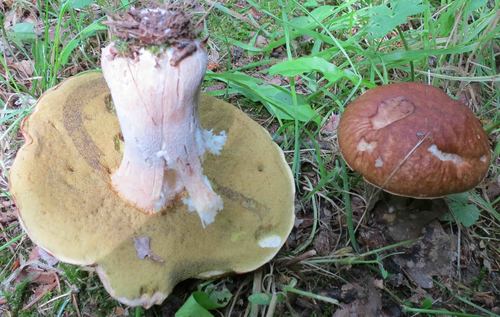 Iodine Bolete