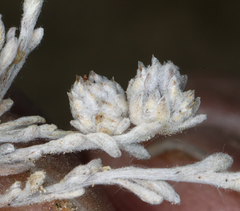 Stylocline psilocarphoides