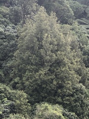 Beilschmiedia tawa