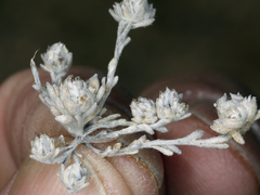 Stylocline psilocarphoides