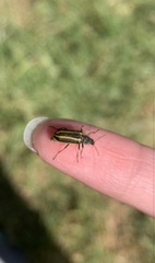 Astylus vittaticollis