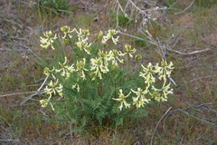 Astragalus eremiticus