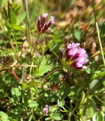Trifolium variegatum variegatum