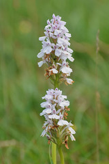 Dactylorhiza maculata ericetorum